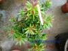 海岛罗汉松（太子妃）小叶子品种