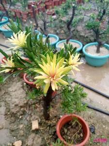 黄芽罗汉松