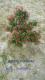 海岛罗汉松（太子妃）小叶子品种