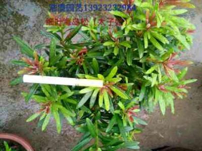 海岛罗汉松（太子妃）小叶子品种